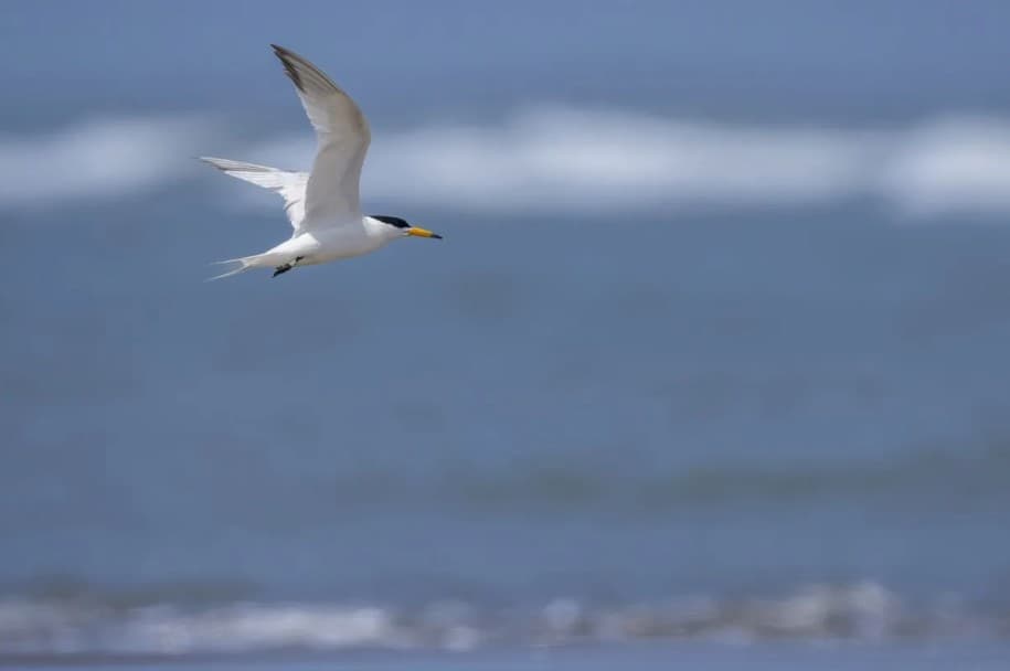 Australia Mengonfirmasi Kematian Massal Burung Laut Akibat Flu Burung H5N1, Rencana Nasional Penanganan Diaktifkan