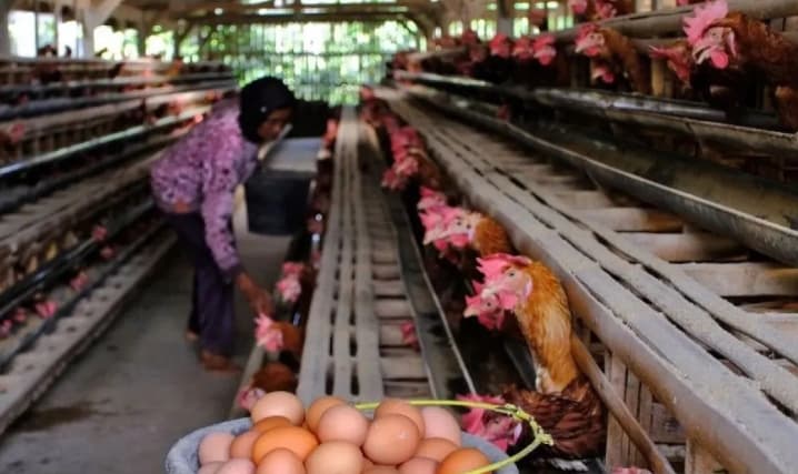 Kementan Siapkan Juknis Penyerapan Telur oleh SPPG dengan Harga Acuan Rp26.500 per Kilogram