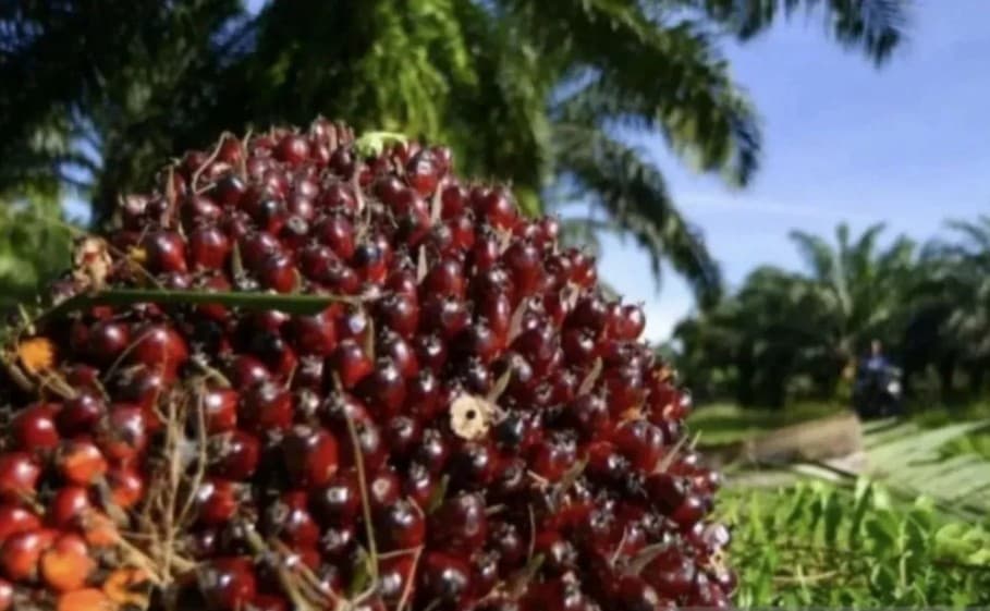 Harga TBS Kelapa Sawit Petani di Riau Naik pada Periode 5-11 Agustus 2026, Didorong Lonjakan Harga Kernel