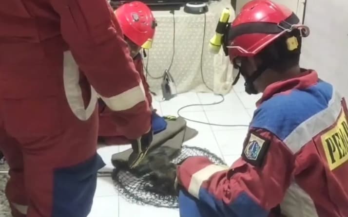 Gulkarmat Jakarta Timur Evakuasi Musang Liar yang Jatuh dari Plafon Rumah Warga di Jatinegara