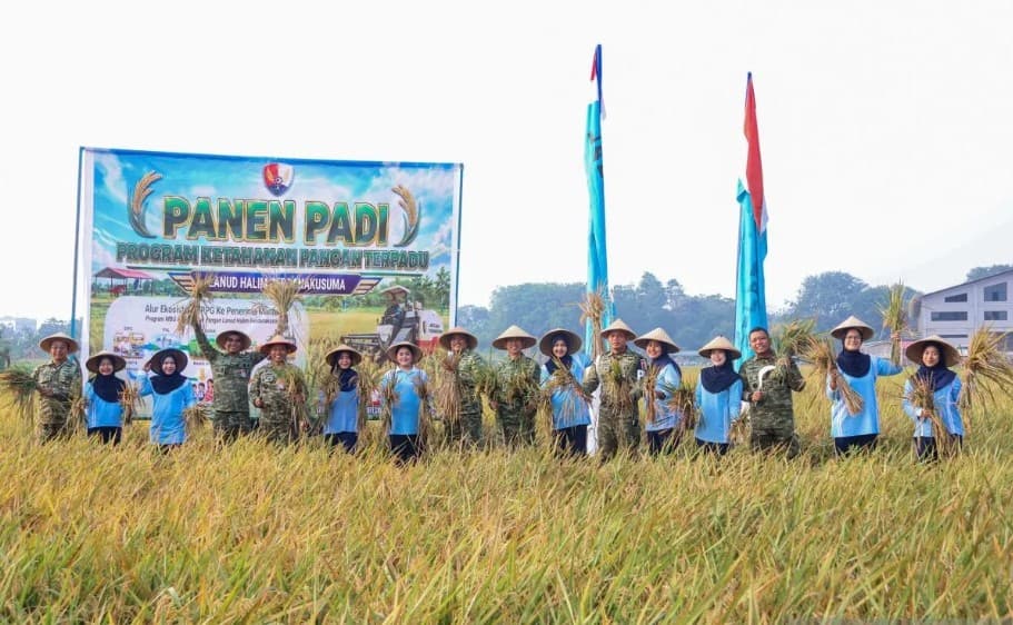 TNI AU Memanen 17,5 Ton Gabah di Lanud Halim Perdanakusuma untuk Dukung Program Makan Bergizi Gratis