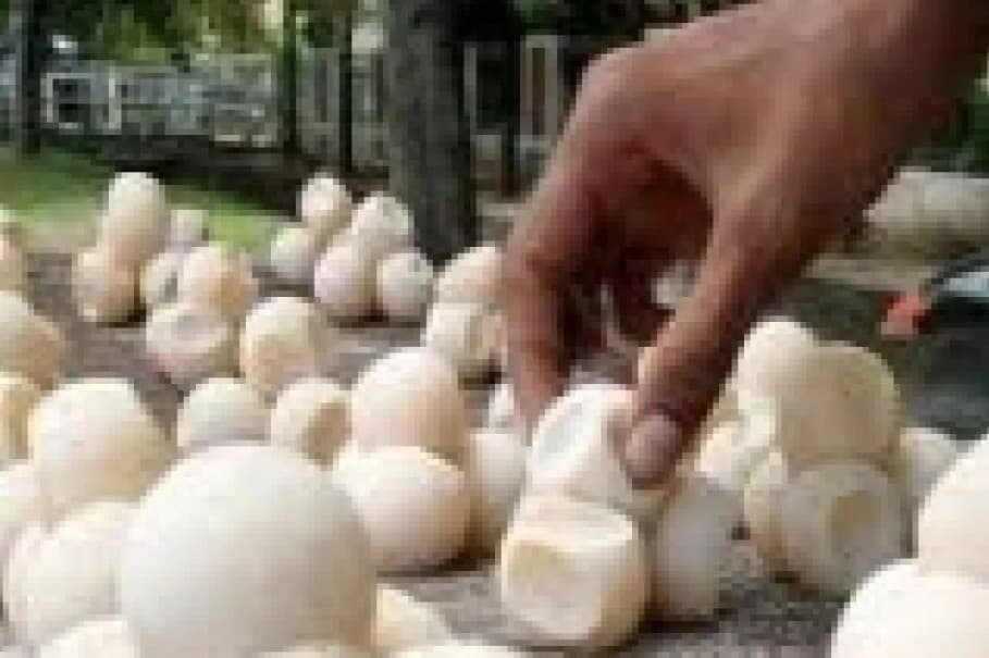 Balai Karantina dan Satgas Pamtas Amankan 1.286 Telur Penyu yang Diduga Hendak Diselundupkan di Sambas