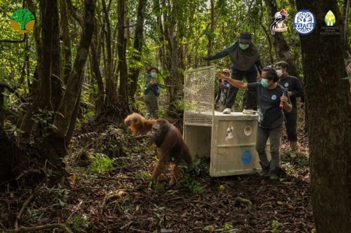 BKSDA Kalbar Mengevakuasi Orangutan dari Ancaman Karhutla di Ketapang