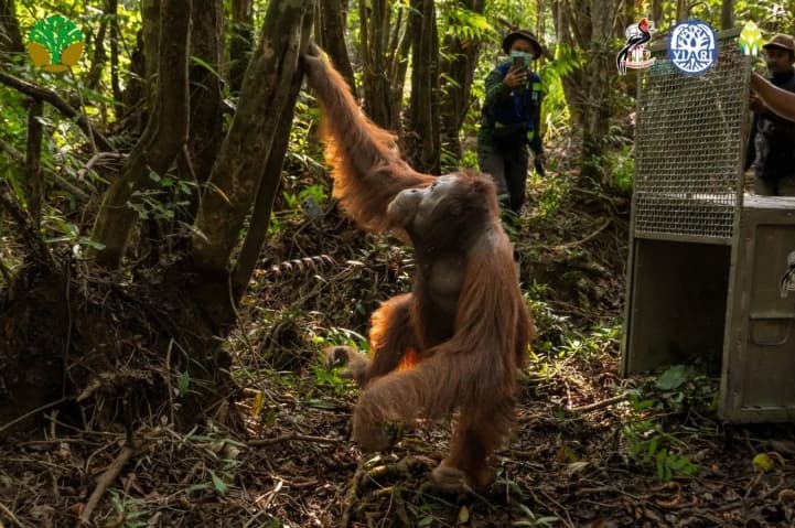 Karhutla Berulang di Ketapang Memicu Konflik Orangutan dan Warga