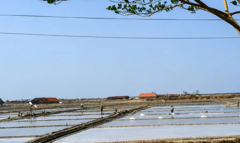 Harga Garam Anjlok Jadi Rp700 per Kilogram, Pemkab Pati Genjot Penyerapan Hasil Petani