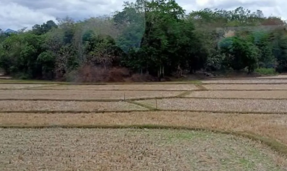 Pemprov Sulsel Siapkan 300 Pompa Air untuk Menekan Dampak El Nino terhadap Lahan Pertanian