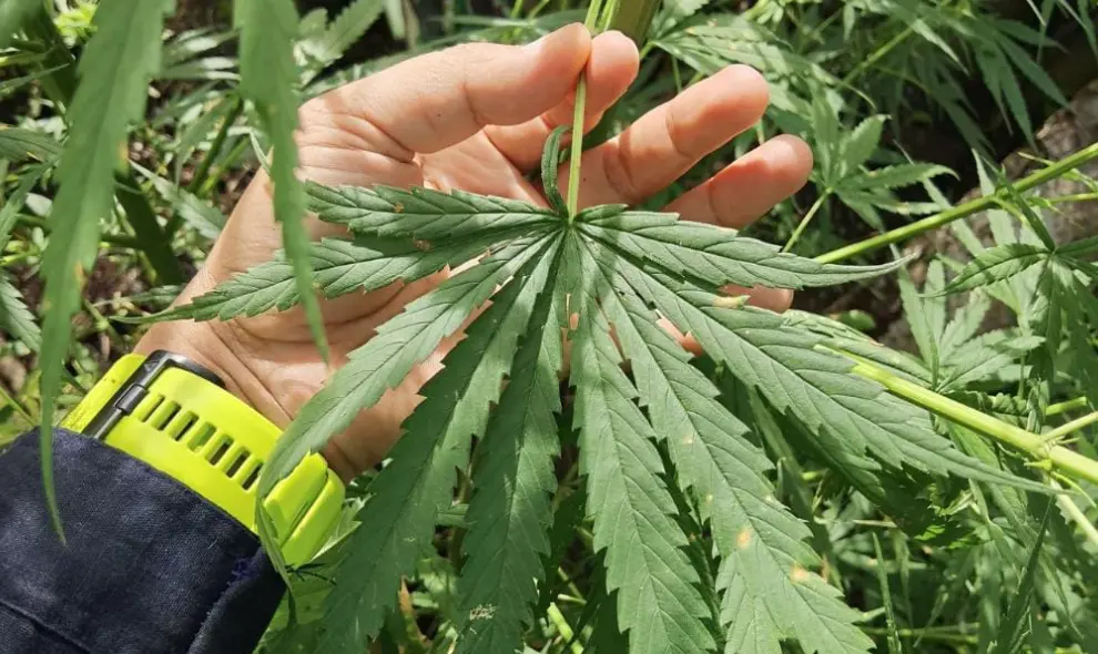 Bea Cukai Ngurah Rai Gagalkan Dua WNA India Selundupkan 10 Kilogram Ganja dari Thailand ke Bali