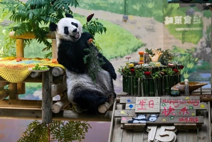 Panda Raksasa Xing Mei Merayakan Ulang Tahun Ke-15 di Kebun Binatang Tianjin