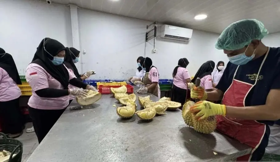 Ekspor Durian Beku Sulawesi Tengah ke China Terus Meningkat, Tembus 7.344 Ton hingga Juli 2026