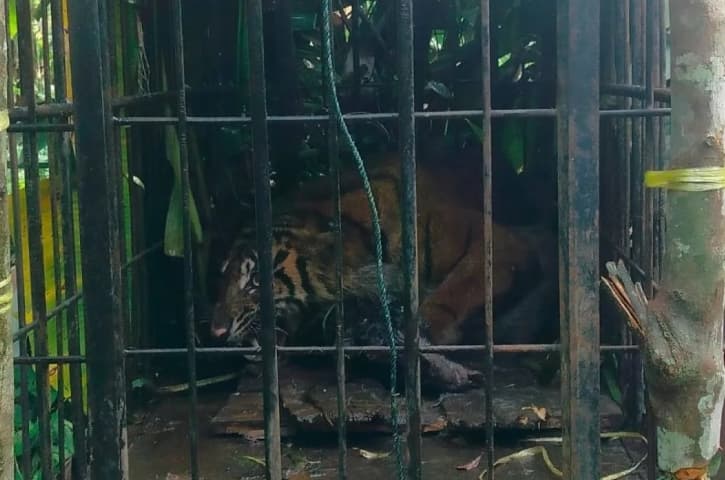 Harimau Sumatra Masuk Kandang Jebak BKSDA Sumbar Kurang dari Satu Jam Setelah Dipasang