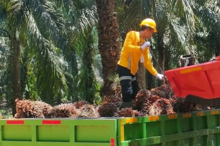 Perlindungan Pekerja Dinilai Mendorong Produktivitas dan Daya Saing Industri Sawit Nasional