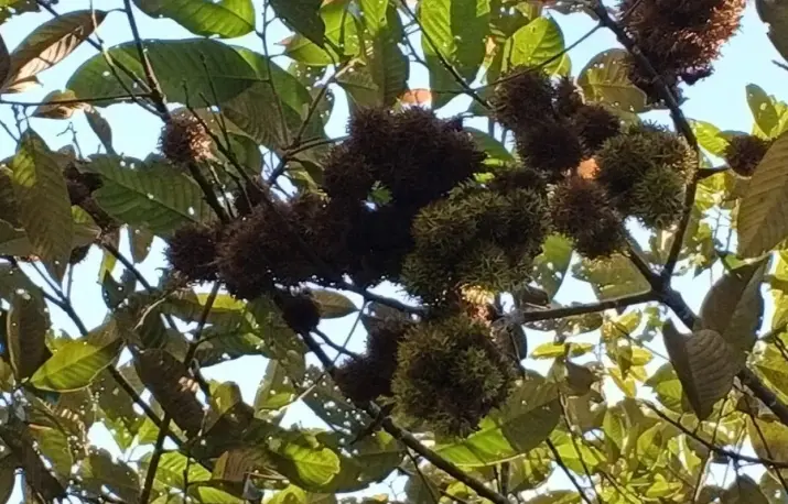Kebun Raya Tua Tunu dan BRIN Teliti Rambutan Hutan Bangka yang Terancam Punah
