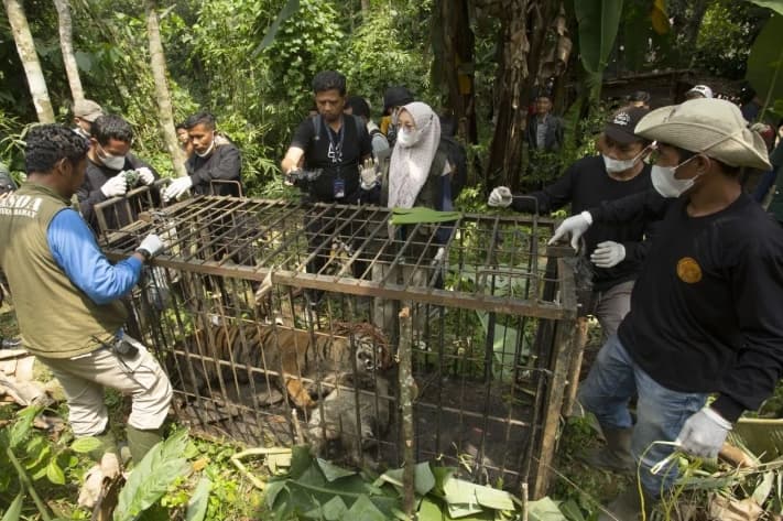 Harimau Sumatra Betina Tertangkap Kandang Perangkap di Agam, Petugas Cegah Konflik dengan Warga