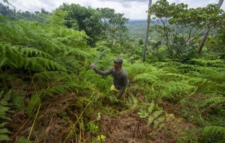 Indonesia dan Uni Eropa Memperkuat Kerja Sama Pengelolaan Hutan Lestari serta Akses Pasar