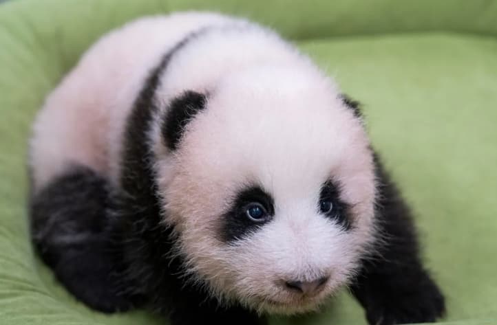 Ai Bao Melahirkan Bayi Panda Betina yang Menjadi Penghuni Baru Everland Korea Selatan