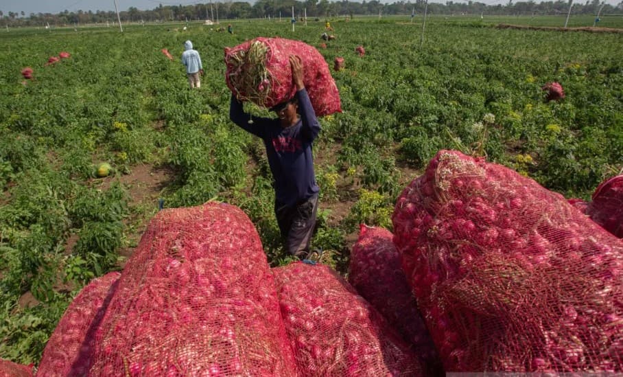 Panen Bawang Merah Bantul Tembus 4.000 Ton, Pendapatan Petani Diperkirakan Capai Rp72 Miliar