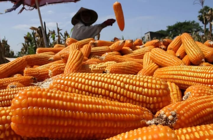 Bapanas Usulkan Tambahan 150 Ribu Ton Jagung SPHP untuk Perkuat Peternak Mikro