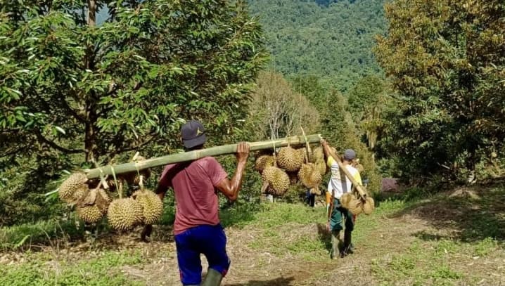 Karhutla Kotawaringin Timur Makin Sulit Ditangani, Lokasi Kebakaran Jauh dari Perkotaan
