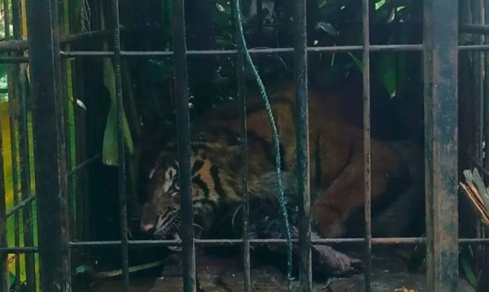 TSI Ingatkan Rantai Makanan Harimau Harus Terjaga untuk Mencegah Konflik dengan Manusia