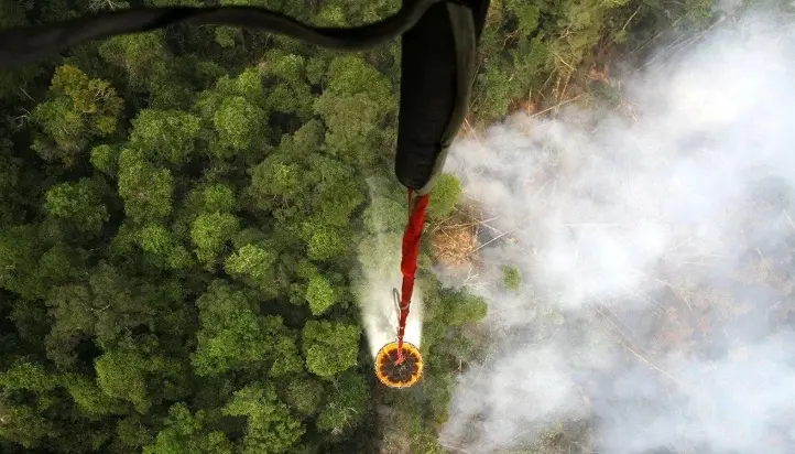 Kebakaran Hutan Mengancam Biodiversitas hingga Warisan Keberlanjutan Indonesia