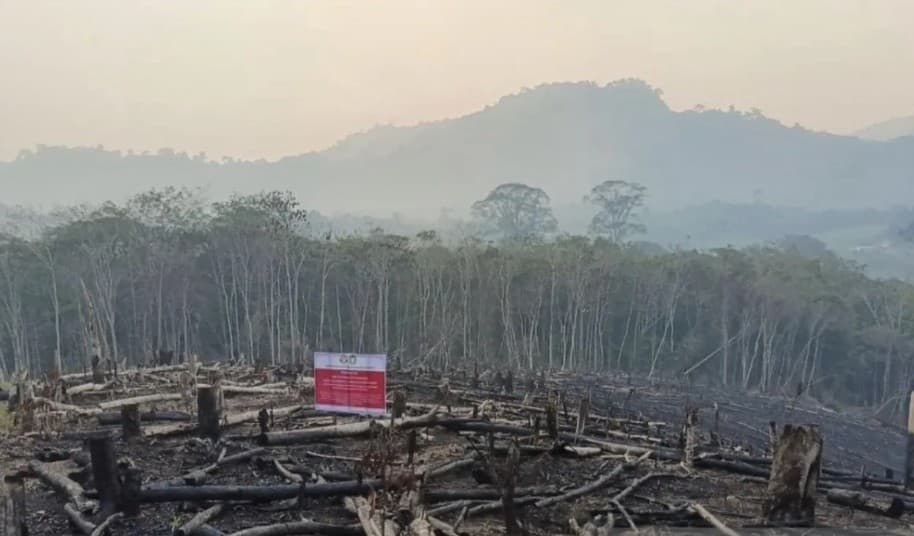 Kemenhut Sanksi Enam Perusahaan di Kalimantan setelah Karhutla Membakar 1.511 Hektare Konsesi