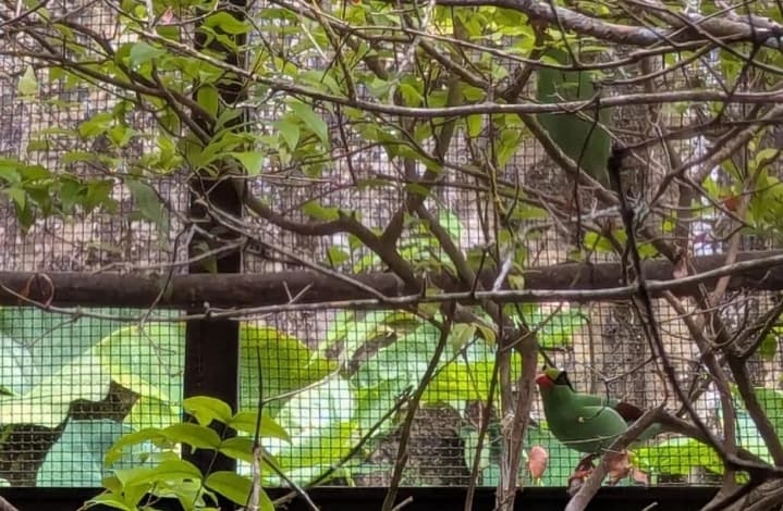 Catatan Lama Mengungkap Ekek Keling Sunda sebagai Burung Bersuara Khas di Hutan Cibodas