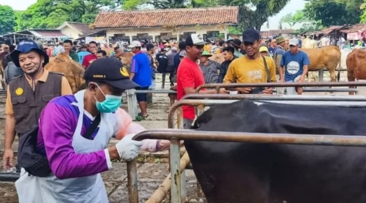 Pemkab Blora Memeriksa Kebuntingan 1.402 Sapi untuk Mendorong Peningkatan Populasi Ternak