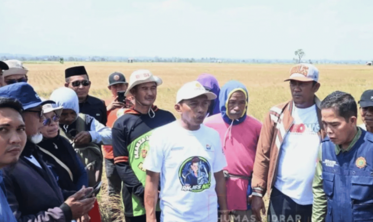 El Nino Melanda Musim Kemarau, Produksi Beras Sidrap Tetap Capai 10 Ton per Hektare