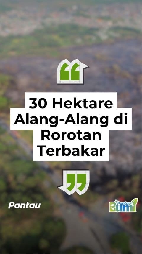 30 HEKTARE ALANG ALANG DI ROROTAN TERBAKAR