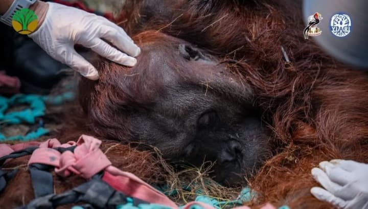 Asap Karhutla Membuat Orangutan Jantan Lemas hingga Dievakuasi di Ketapang