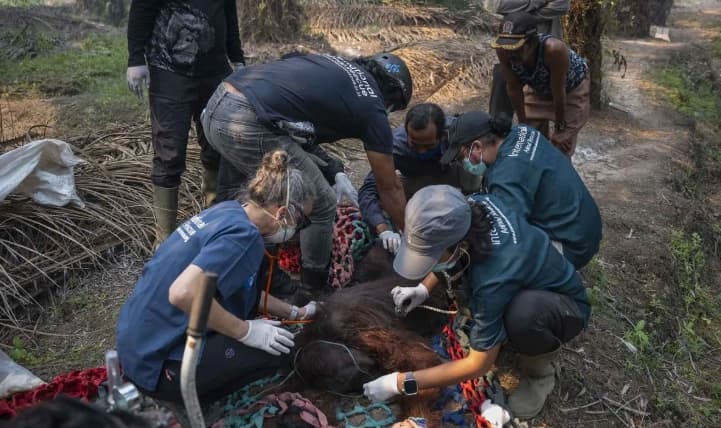 Karhutla Memaksa Orangutan Keluar dari Habitat dan Meningkatkan Risiko Konflik dengan Manusia