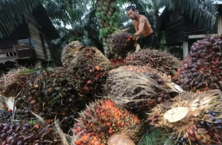 Harga TBS Sawit Petani Swadaya Riau Naik Menjadi Rp3.884,84 per Kilogram