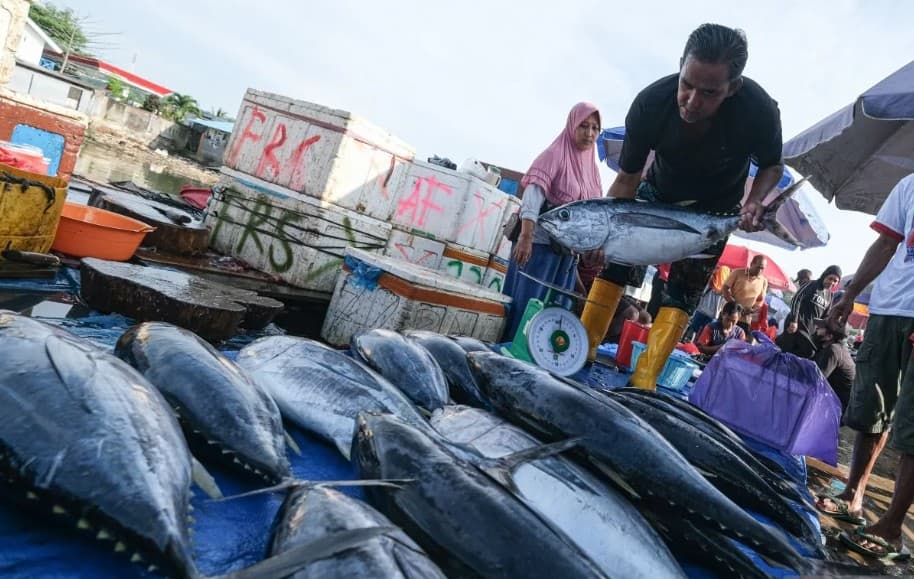 Ekspor Tuna Sulawesi Tengah Melesat, 159 Pengiriman Tembus Amerika Serikat dan Singapura
