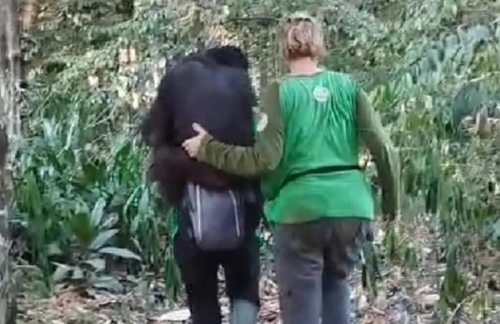 BKSDA Kaltim Dampingi 11 Orangutan Pascakarhutla untuk Cegah Stres Setelah Evakuasi