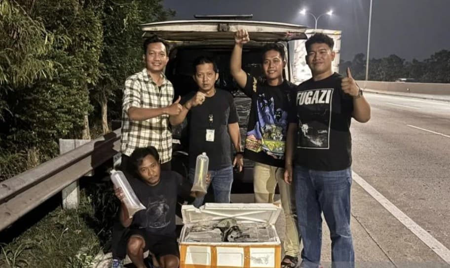 Polisi Gagalkan Dugaan Penyelundupan 150 Ribu Benih Lobster di Tol Jagorawi, Seorang Pria Diamankan