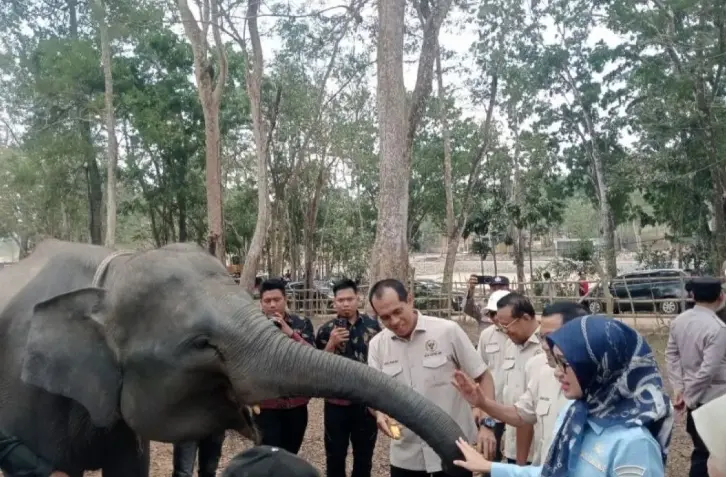DPR Mendesak Way Kambas Memperkuat Pencegahan Karhutla demi Melindungi Habitat Gajah Sumatera
