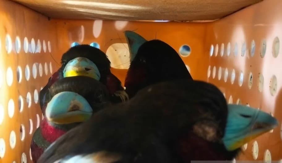 Petugas Gabungan Gagalkan Penyelundupan 101 Burung ke Sri Lanka melalui Bandara Soetta