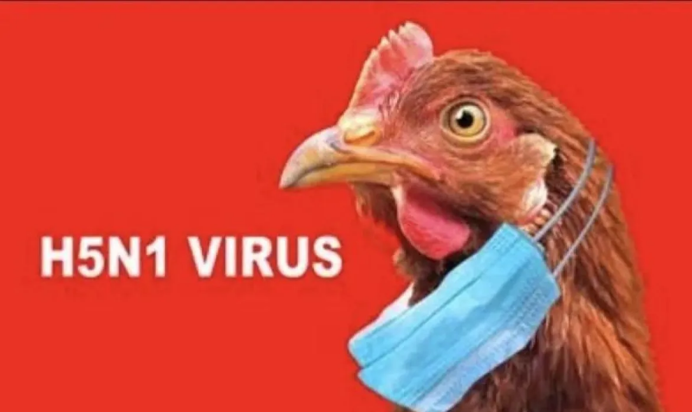Uruguay Tetapkan Darurat Kesehatan Nasional setelah Flu Burung H5 Ditemukan pada Unggas