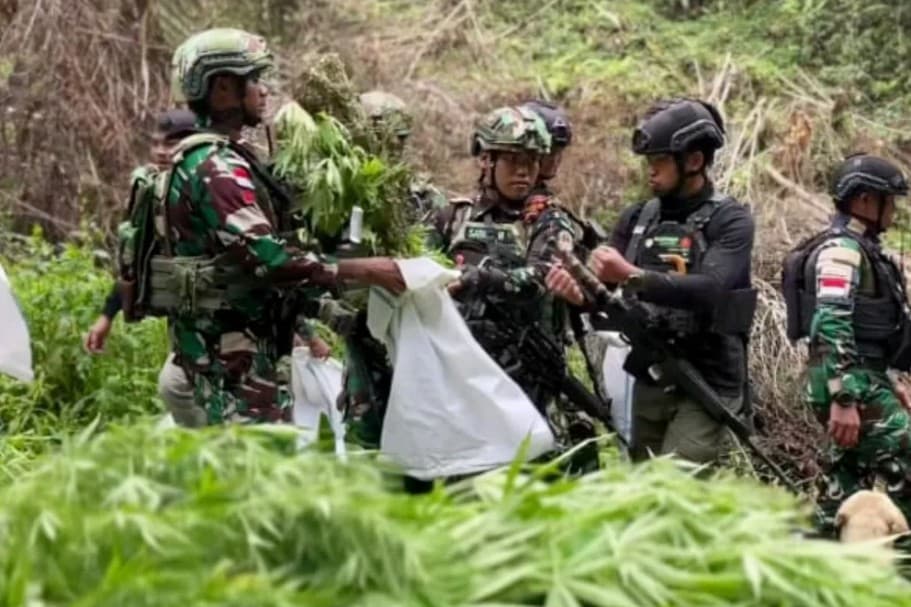 TNI Temukan 1.347 Batang Ganja di Pegunungan Bintang, Diduga Dibudidayakan OPM