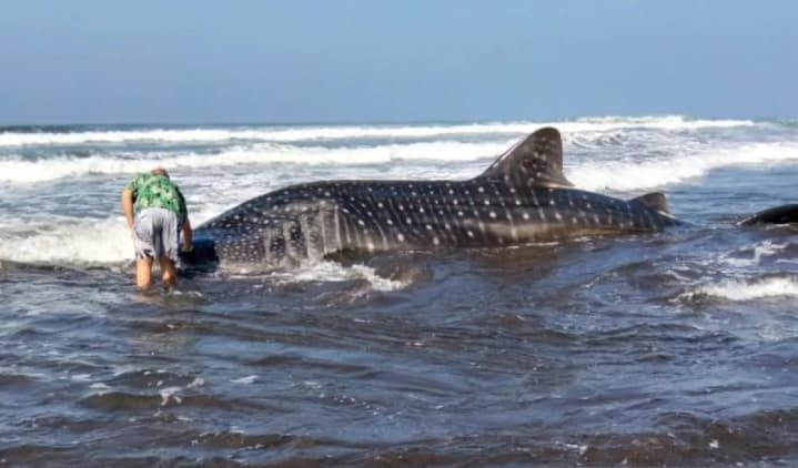 Hiu Paus Terdampar di Pantai Jembrana, Polisi Jaga Lokasi dan Larang Warga Mendekat