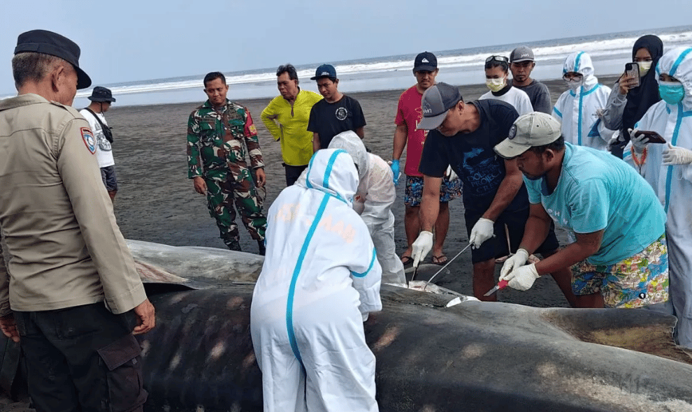 Hiu Paus Terdampar di Jembrana Mati, Bangkainya Dikubur di Pantai Setelah Diperiksa