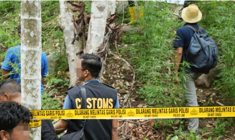 Bea Cukai Jayapura Gagalkan Dua Peredaran Ganja, 163 Paket Hendak Dibawa ke Biak