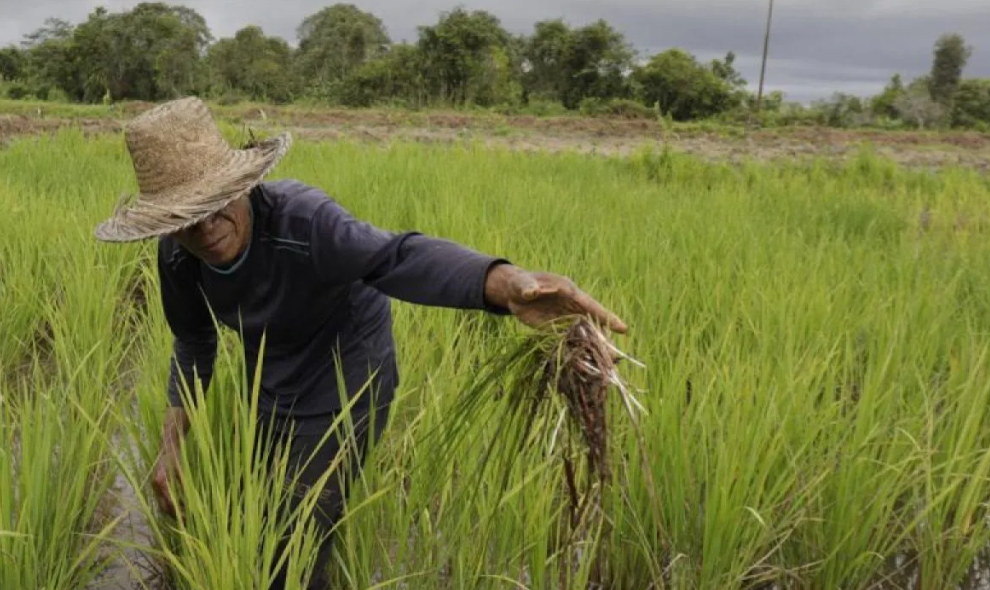 Kementan Alokasikan AUTP untuk Lindungi 100 Ribu Hektare Sawah dari Risiko El Nino