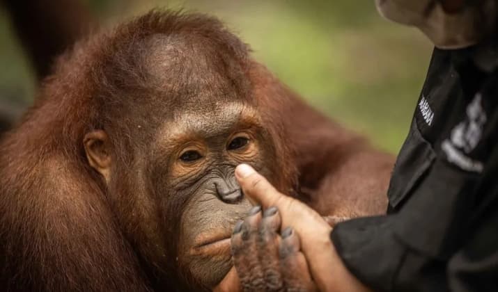 Karhutla Ancam Orangutan, Pegiat Lingkungan Desak Pemerintah Perkuat Perlindungan Habitat