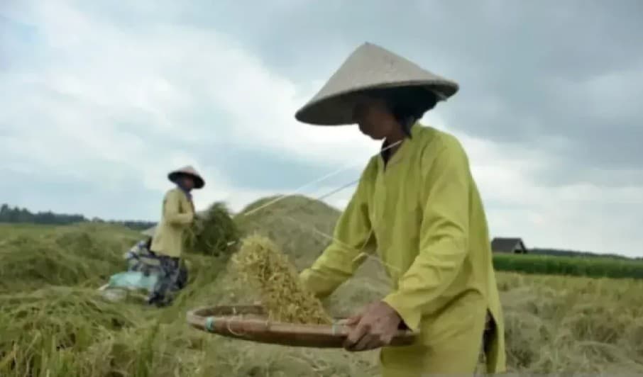 Produksi Padi Sumsel Naik 5 Persen di Tengah Kemarau, Pemerintah Siapkan Pompa hingga Optimalkan Lahan Rawa