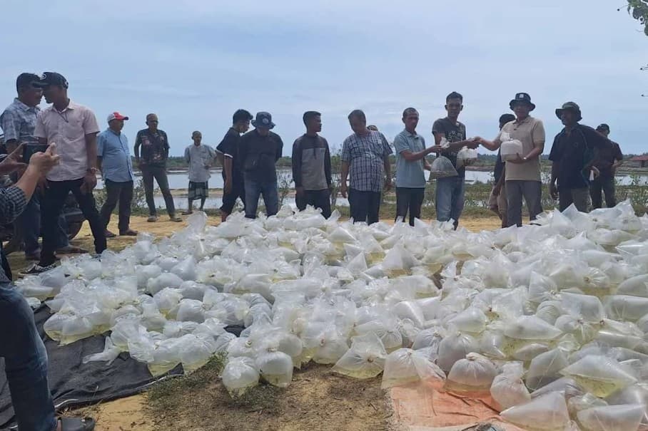 DKP Aceh Salurkan 51,7 Juta Benih Udang dan Ikan untuk Pulihkan Tambak Pascabencana