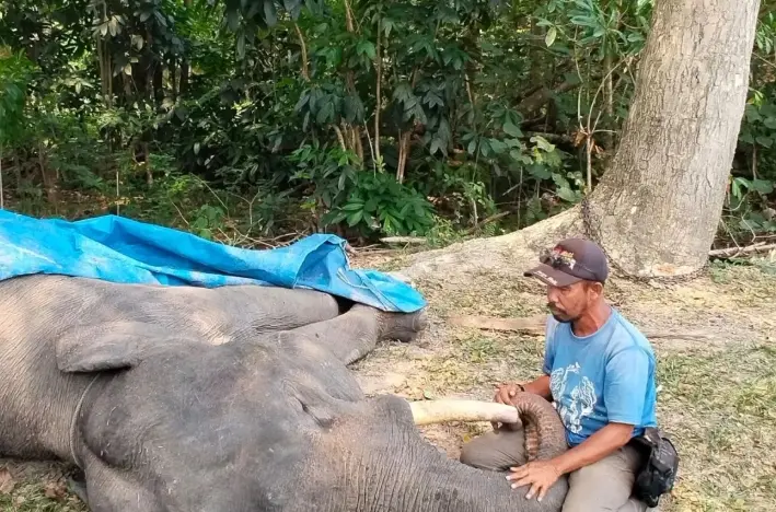 Gajah Jinak Diego Mati di Riau, BBKSDA Duga Akibat Infeksi Saluran Pencernaan Kronis