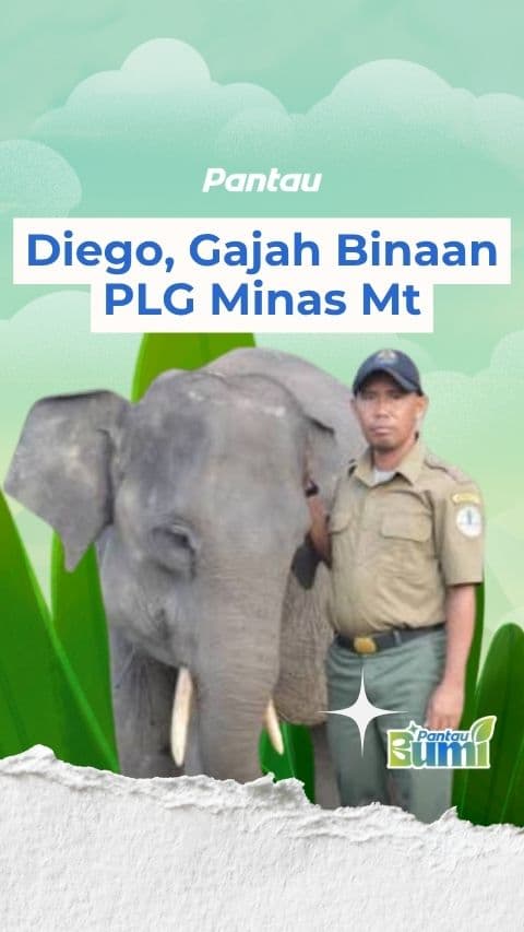 DIEGO GAJAH BINAAN PLG MINAS MT