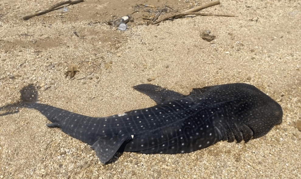 Anak Hiu Paus Sepanjang Dua Meter Ditemukan Mati Terdampar di Pantai Kendari