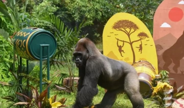 Gorila Komu Ikut Meriahkan HUT ke-162 Taman Margasatwa Ragunan lewat Kegiatan Edukasi